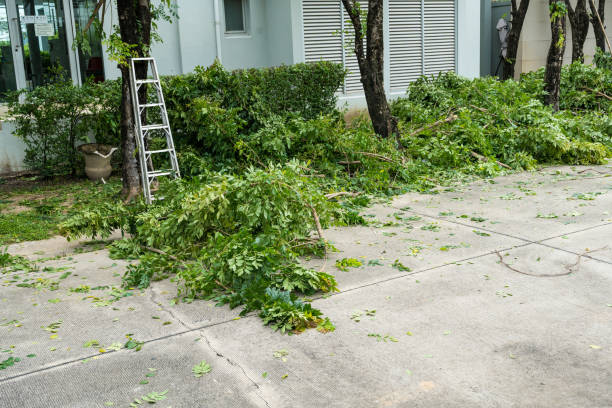 Waukegan, IL Tree Removal Company